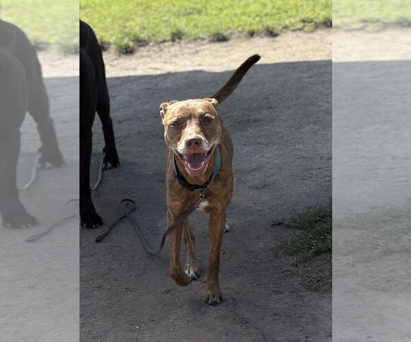 Medium Photo #3 American Pit Bull Terrier Puppy For Sale in Virginia Beach, VA, USA