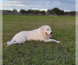 Mother of the Great Pyrenees puppies born on 06/25/2026