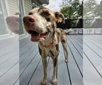 Small #3 Catahoula Leopard Dog Mix