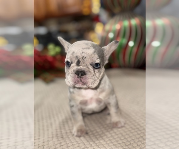 Medium Photo #8 French Bulldog Puppy For Sale in HILTON, NY, USA