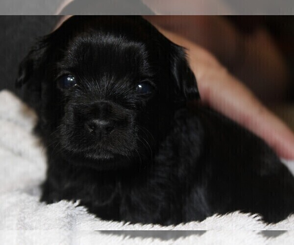Medium Photo #2 ShihPoo Puppy For Sale in BAYPORT, MN, USA