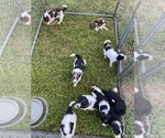 Litter of 9 - Male(s) and Female(s) Bordoodle-F2 Aussiedoodle MixLitter of Puppies for Sale - Photo #4