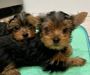 Yorkshire Terrier Puppy for sale in MADEIRA BEACH, FL, USA