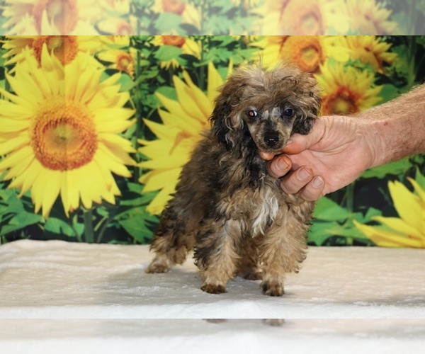 Medium Photo #7 Poodle (Toy) Puppy For Sale in DYERSBURG, TN, USA