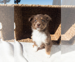 Puppy Raya Australian Shepherd