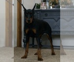 Small Photo #30 Doberman Pinscher Puppy For Sale in WARSAW, IN, USA