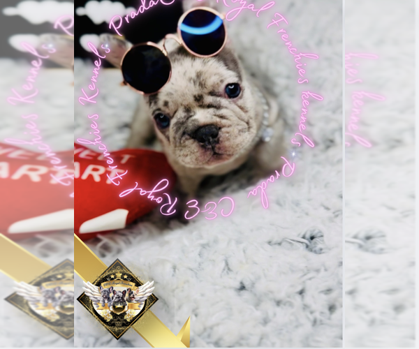 Medium Photo #5 French Bulldog Puppy For Sale in ATHENS, GA, USA