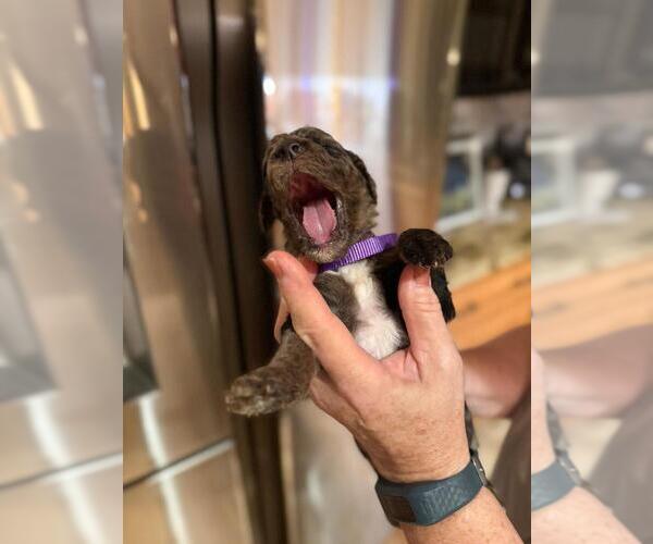 Medium Photo #1 Goldendoodle Puppy For Sale in JACKSONVILLE, FL, USA