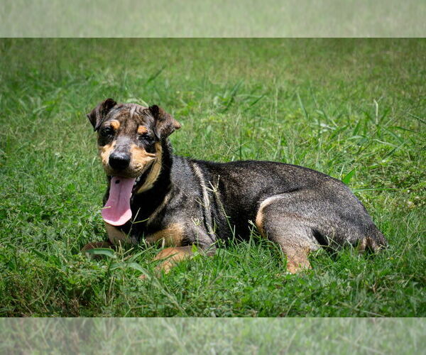 Medium Photo #1 Mutt Puppy For Sale in Abbeville, LA, USA