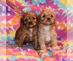 Small Photo #2 Cavalier King Charles Spaniel-Cavapoo Mix Puppy For Sale in SUNBURY, PA, USA