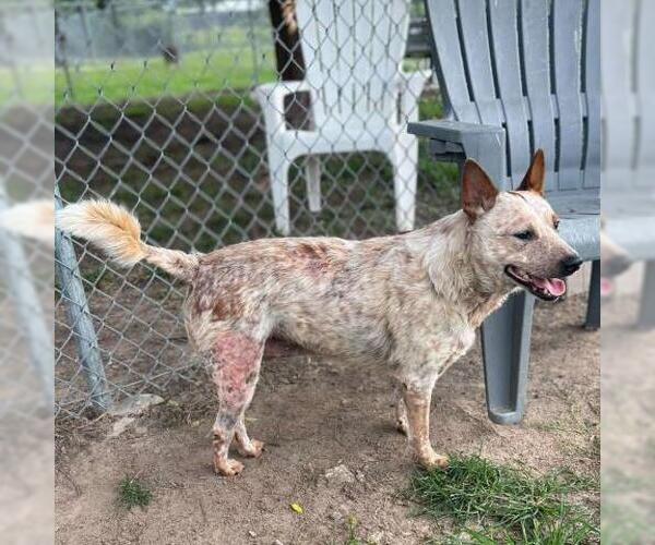 Medium Photo #1 Mutt Puppy For Sale in Conroe, TX, USA