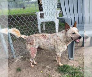 Mutt Dogs for adoption in Conroe, TX, USA
