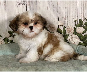 Shih Tzu Puppy for sale in PENNS CREEK, PA, USA
