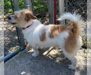 Martha - Female Mutt Dog for Adoption - Photo #2