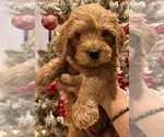 Small #3 Goldendoodle (Miniature)