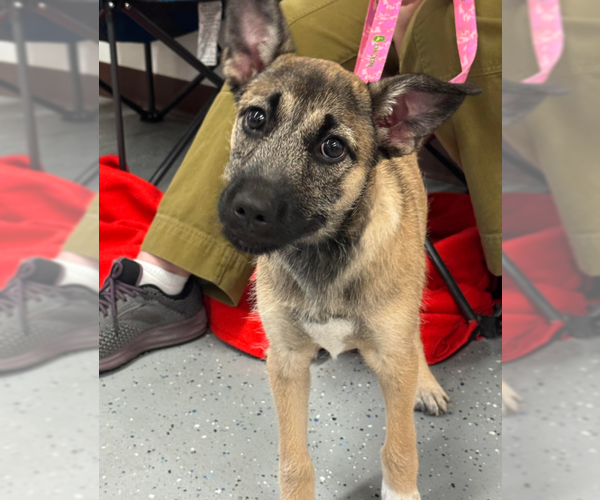 Medium Photo #7 Mutt Puppy For Sale in Brooklyn Center, MN, USA