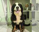 Small Photo #8 Bernese Mountain Dog Puppy For Sale in Hatvan, Heves, Hungary