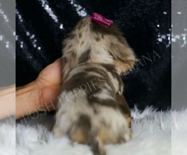 Medium Photo #42 Dachshund Puppy For Sale in WARSAW, IN, USA