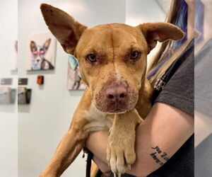 Carolina Dog-Unknown Mix Dogs for adoption in Tavares, FL, USA