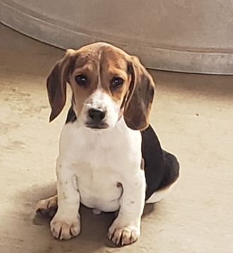 Medium Photo #3 Beagle Puppy For Sale in EL CAJON, CA, USA