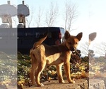 Small Photo #2 Shiba Inu Puppy For Sale in GOSHEN, IN, USA