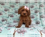 Small Cockapoo (Miniature)