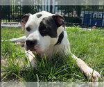 Small #4 American Bulldog