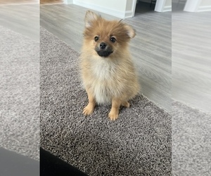 Pomeranian Puppy for sale in PARAGON, IN, USA