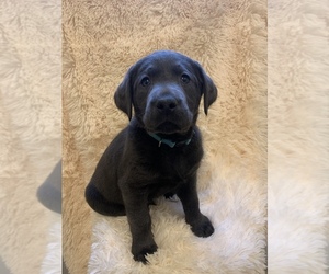 Labrador Retriever Puppy for sale in ALLENSVILLE, OH, USA