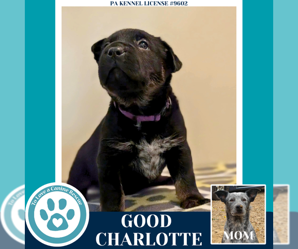 Medium Photo #3 Mutt Puppy For Sale in Kimberton, PA, USA