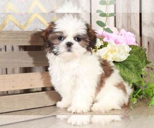 Shih Tzu Puppy for sale in MOUNT VERNON, OH, USA
