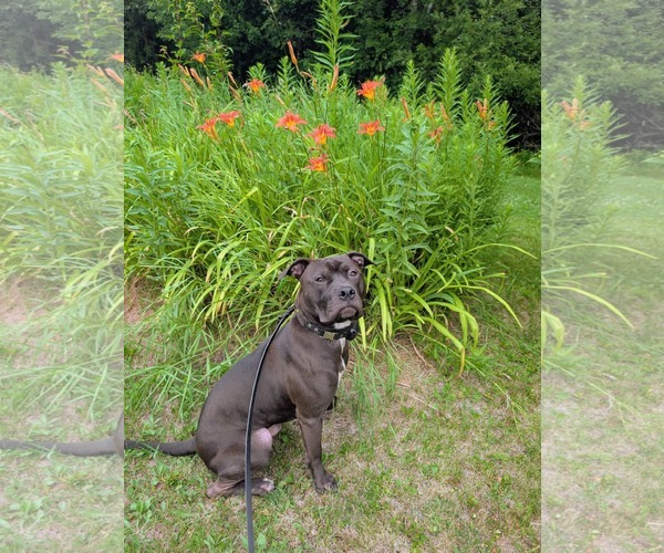 Medium Photo #5 American Pit Bull Terrier-Unknown Mix Puppy For Sale in Duluth, MN, USA