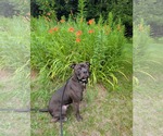 Small #4 American Pit Bull Terrier Mix