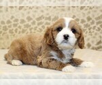 Small #2 Cavapoo