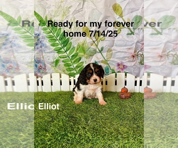 Medium Photo #2 Cavalier King Charles Spaniel Puppy For Sale in MOUNT PLEASANT, MI, USA