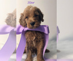 Small Photo #13 Goldendoodle Puppy For Sale in DEMOPOLIS, AL, USA