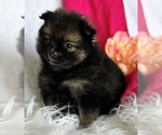 Small #7 Pomeranian