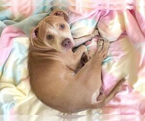 Carolina Dog-Unknown Mix Dogs for adoption in Tulsa, OK, USA