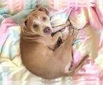 Small Carolina Dog Mix