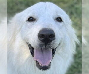 Great Pyrenees Dogs for adoption in Dallas, TX, USA