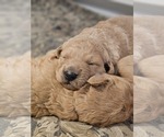 Small Photo #8 Goldendoodle Puppy For Sale in VAIL, AZ, USA