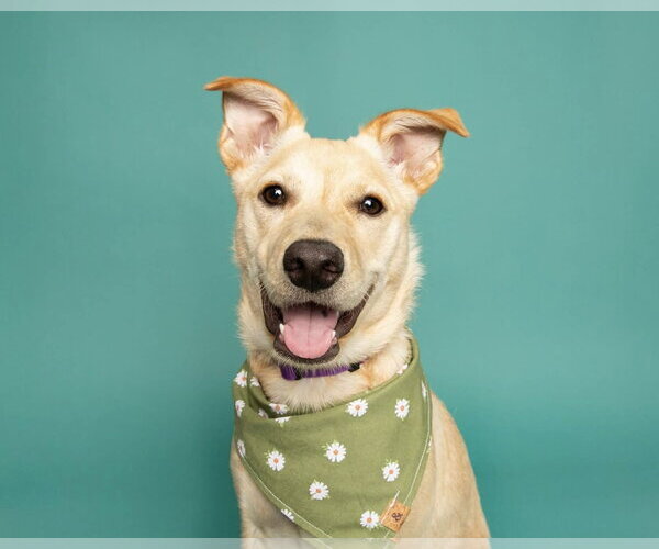 Medium Photo #1 Mutt Puppy For Sale in Corona, CA, USA