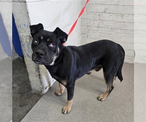 Rottweiler-Unknown Mix Dogs for adoption in San Bernardino, CA, USA