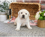 Small #1 Labrador Retriever