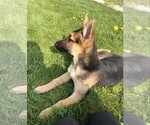 Small Photo #4 German Shepherd Dog Puppy For Sale in OSTRANDER, OH, USA