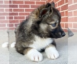 Small Photo #10 Siberian Husky Puppy For Sale in CO SPGS, CO, USA