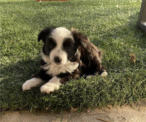 Miniature Australian Shepherd Puppy for sale in TUCSON, AZ, USA
