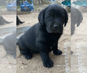 Labrador Retriever Puppy for sale in FORT LUPTON, CO, USA