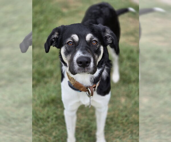 Medium Photo #2 Anatolian Shepherd-Unknown Mix Puppy For Sale in The Woodlands, TX, USA