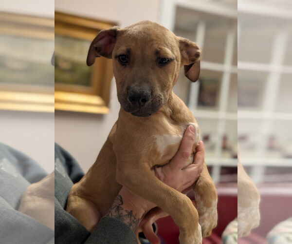 Medium Photo #3 Mutt Puppy For Sale in Holly Springs, NC, USA